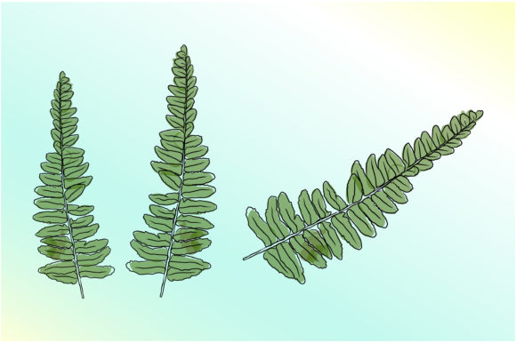 Ferns Hand Drawing Art