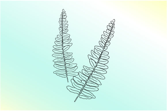 Ferns Hand Drawing Line Art: Graphics for Print Templates